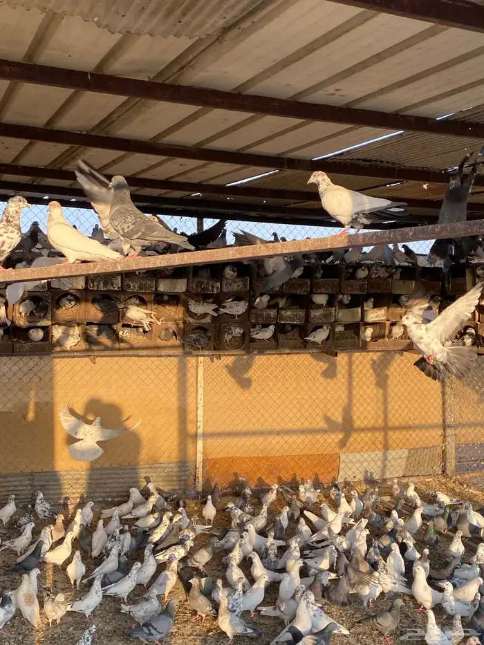 حمام للبيع فرنسي وباكستاني 4