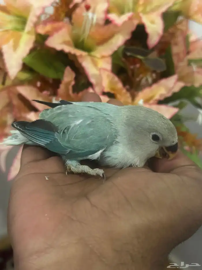 فروخ روز البينو ( تم البيع ) 1