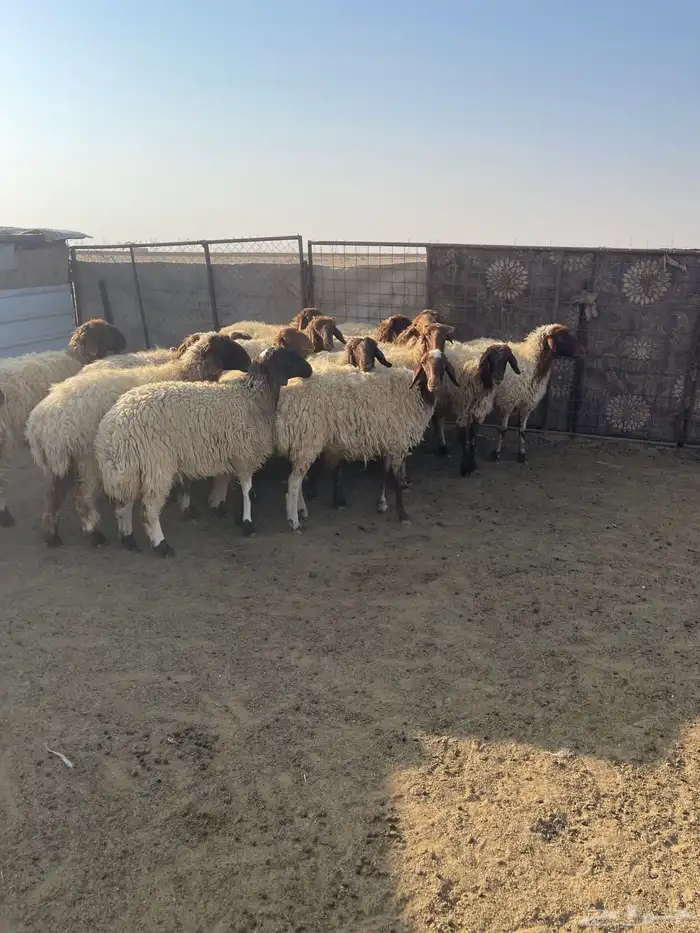 للبيع غنم نعيم مراح واحد جذعات وثناوات دفيع مع فحلها 3