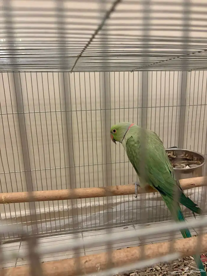 ببغاء درة اليف ذكر 5