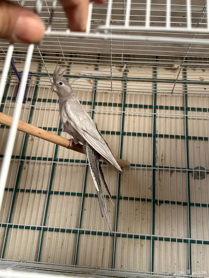 انثى كروان اميرالد وايت فيس 1