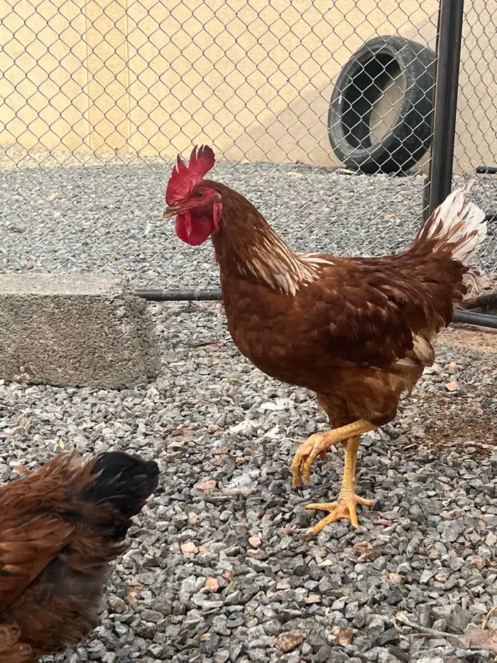 ديوك لوهمان الالمانيه 0