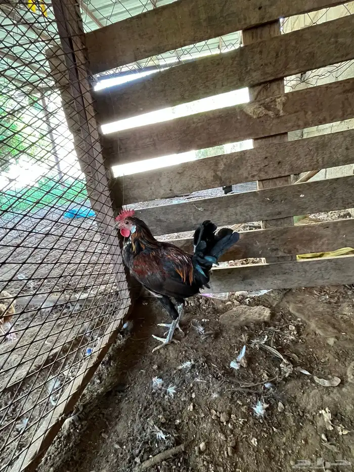 العدد 11 ديك من 25 3