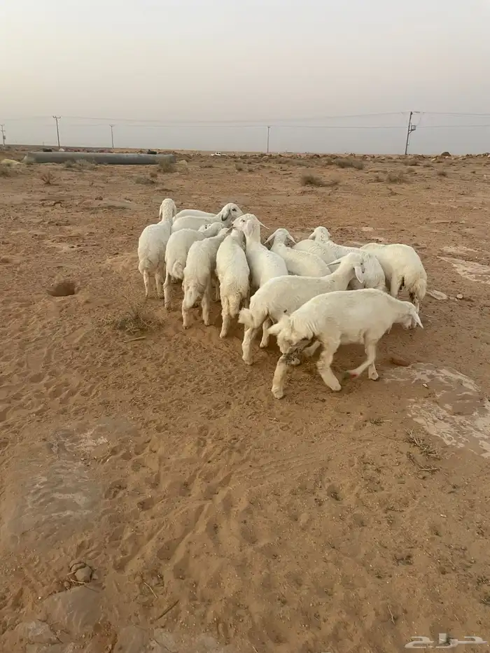 بهم حري مراح واحد 9