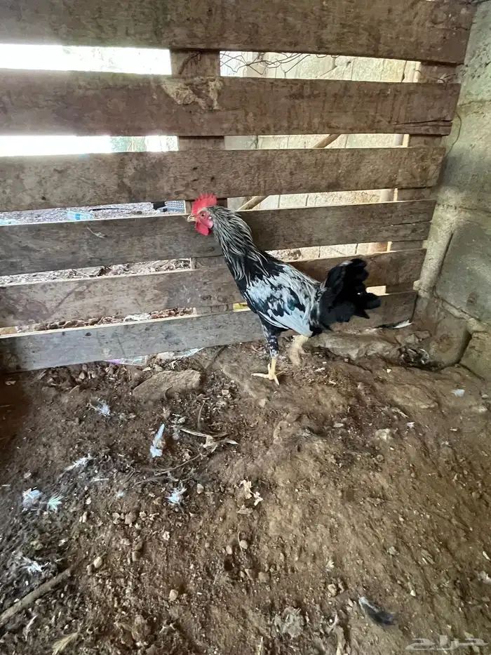 العدد 11 ديك من 25 4