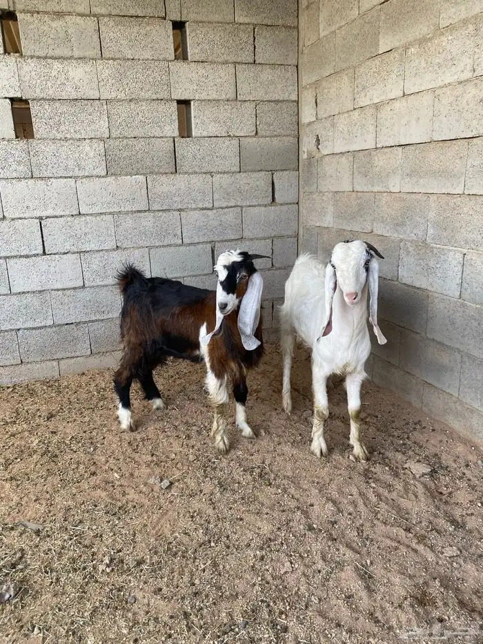 للبيع تبوس طيبه وظهور فل 4