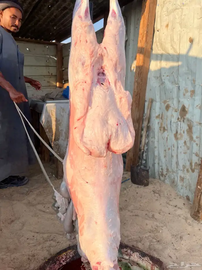 ذبايح نعيمي وحري وتيوس ويوجد توصيل 2