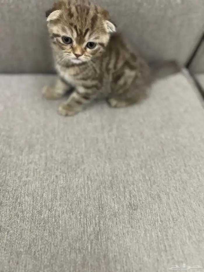 سكوتش دبل فولد مميز جدا ماشاءالله لون نادر مطعم 1