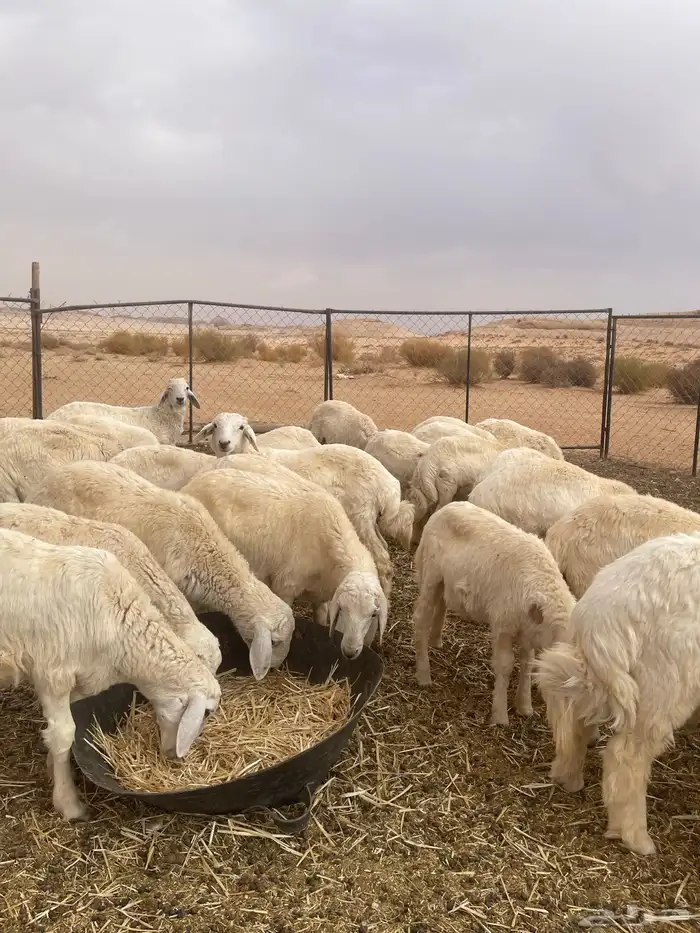 خرفان حريات 0