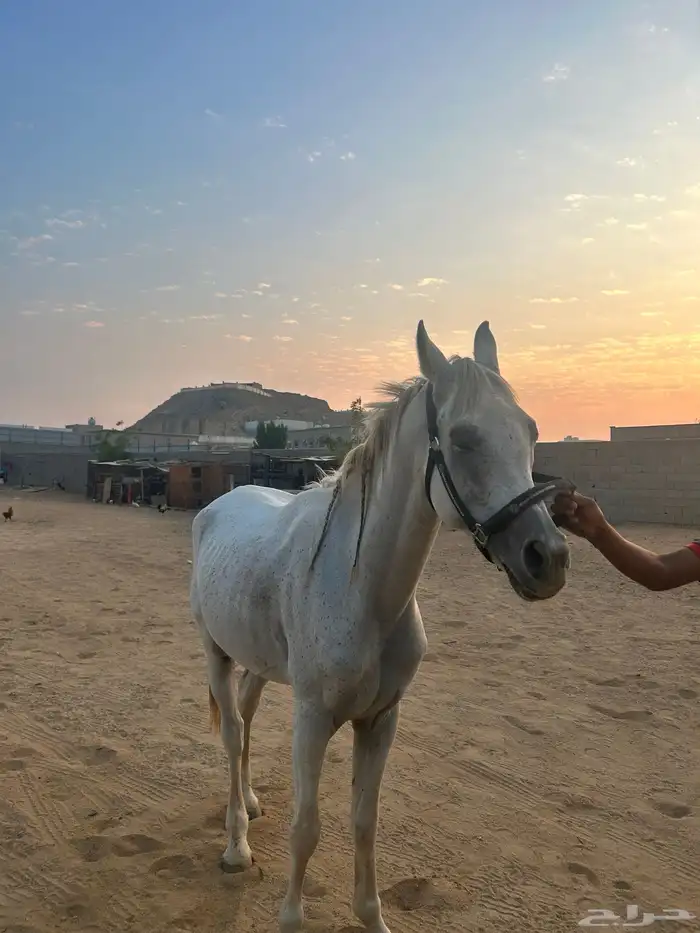 حصان واهو للبيع 2