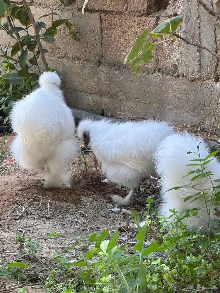 للبيع 3 ديوك قطني الصحه ممتازه 0