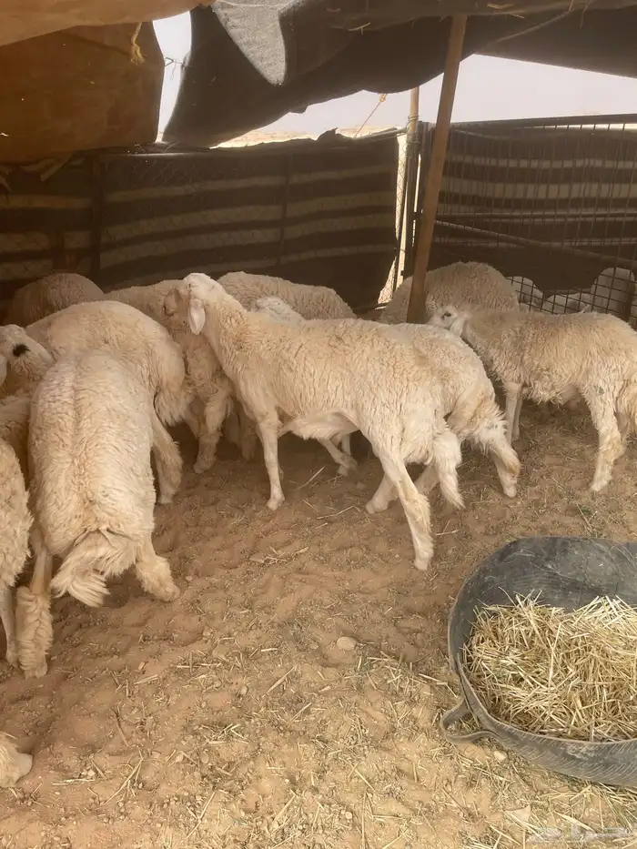 خرفان حريات 21