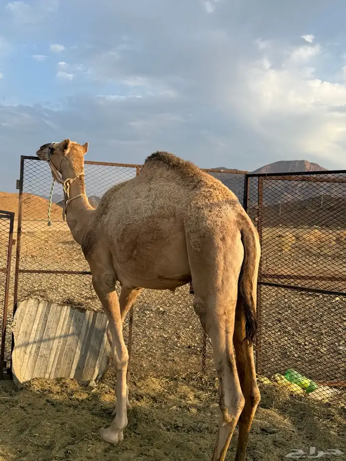 قعود للبيع 1