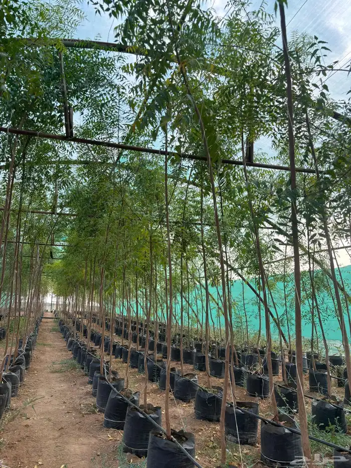 اشجار نيم وخبيز واكاسيا وسدر بلدي 5