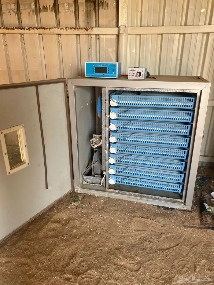 فقاسه دجاج كفو 2