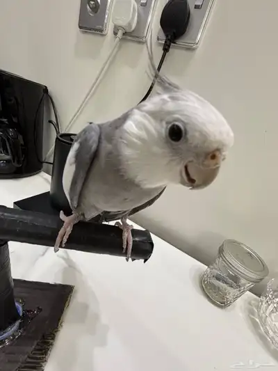 ببغا كوكتيل دوبه ف اول شبابه اتوقع انه ذكر لأنه يغرد و صوت index