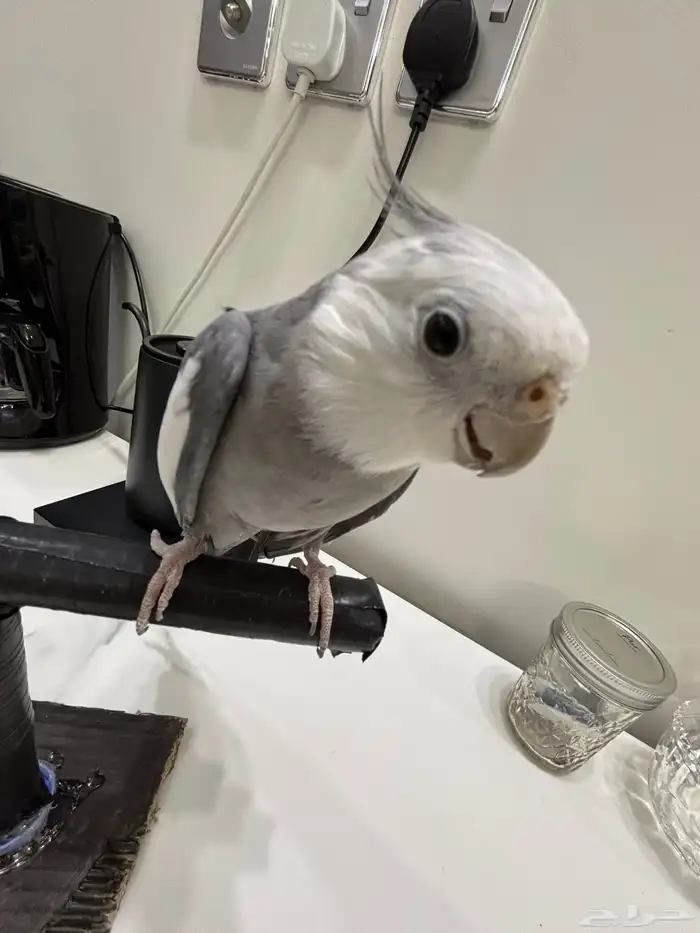 ببغا كوكتيل دوبه ف اول شبابه اتوقع انه ذكر لأنه يغرد و صوت 3