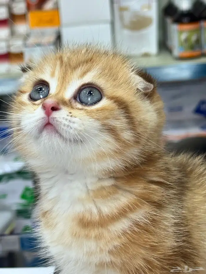 سكوتش تريبل فولد ذكر ماربل by 0