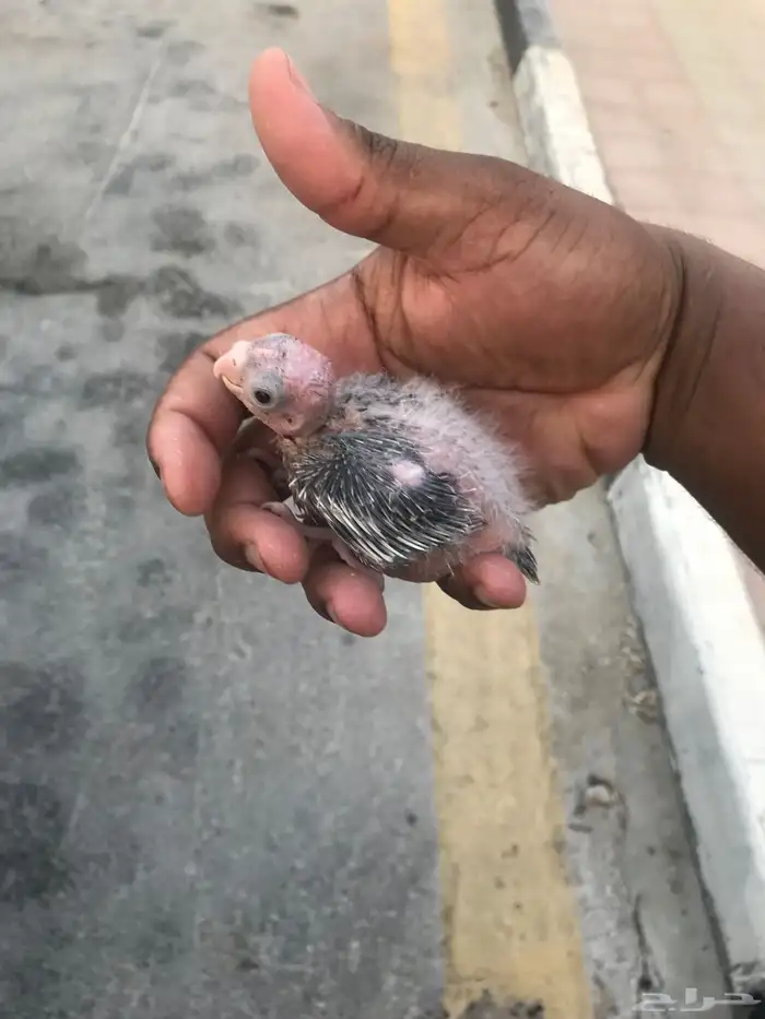 لبيع فروخ كروان غر هولندي 1