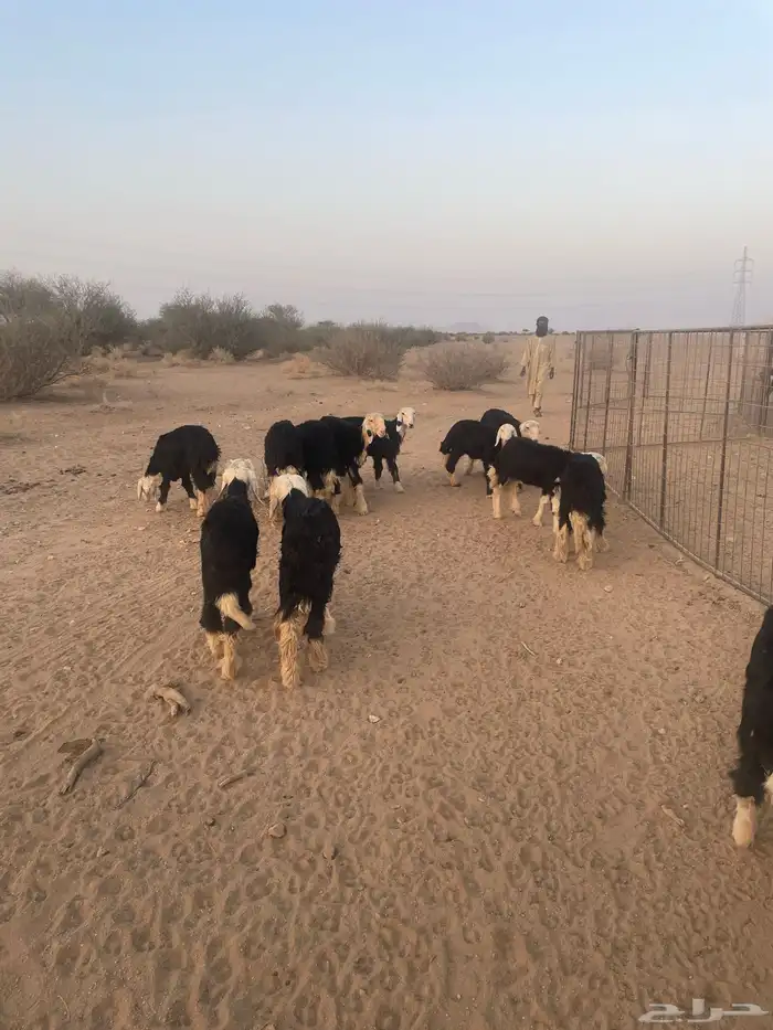 رخال نجد مقاني للبيع (( تم البيع )) 0