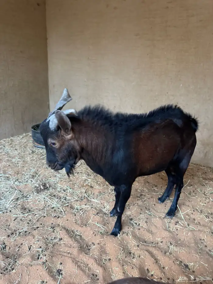 تبس جنوبي للبيع 2