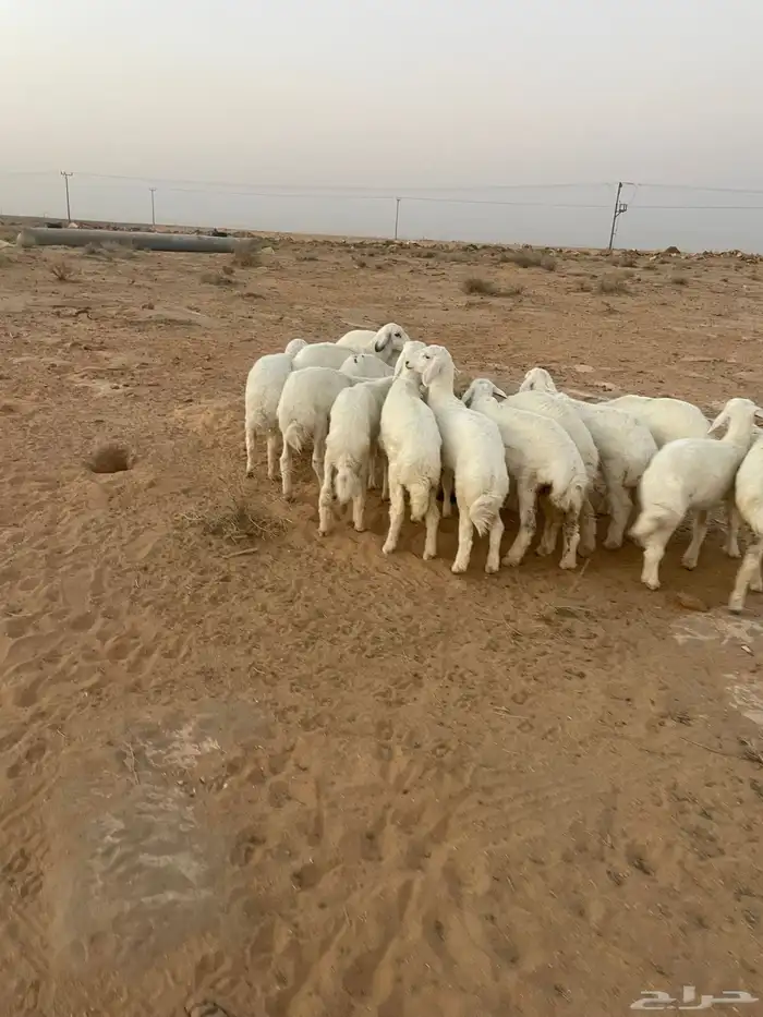 بهم حري مراح واحد 8