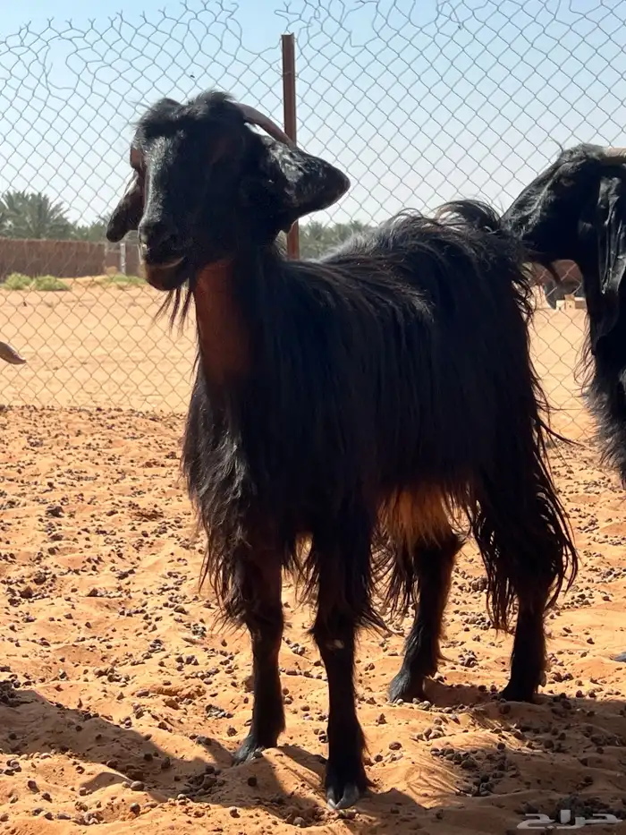 معزا دفيع شرط سونار 1