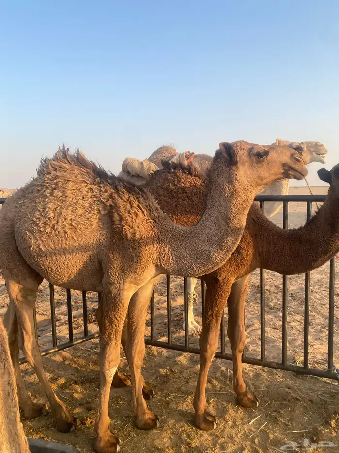 حشو 8 شهور طيبه السوم من شايف وحايف 4500 الواحد 2