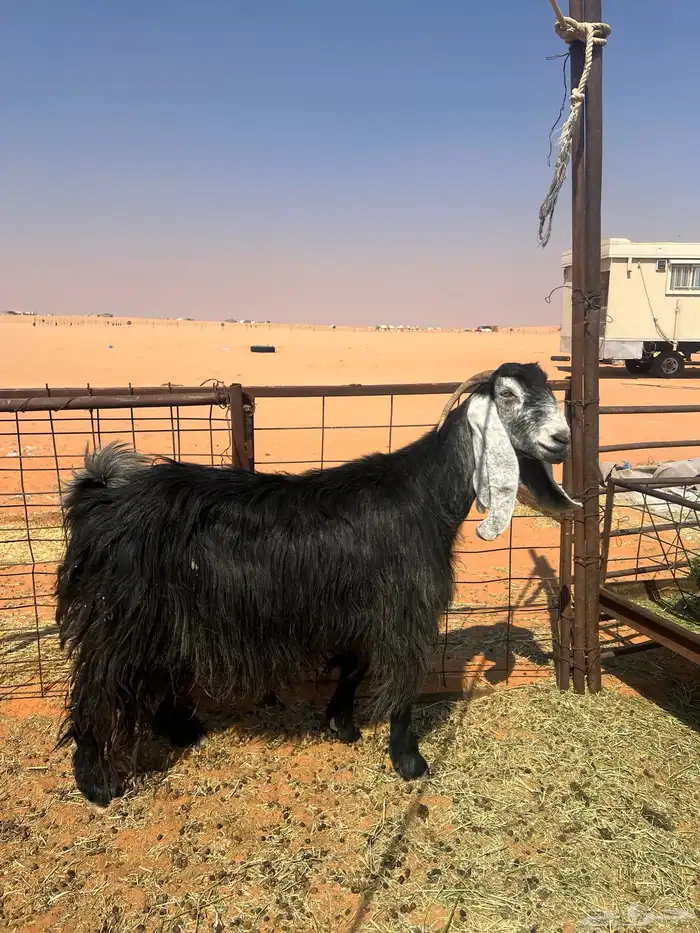 عنز حليب عارضيه تم ((البيع خارج الموقع )) 1