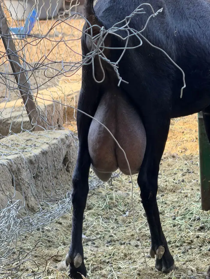 ماعزمرسيانو فاخر من الآخر 2