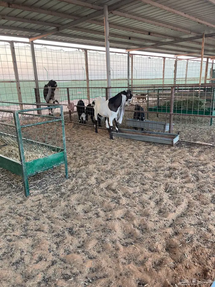 تيس هولندي معرف للبيع وانتاجه بالصور التيس طيب وانتاجه طيب 5