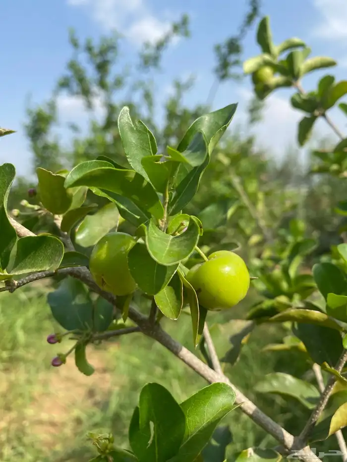 عقل زراعية فواكهة 0