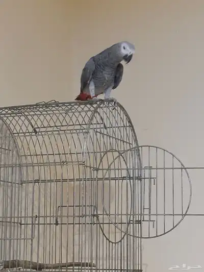 وينكم يا مربين الكاسكو سوبر جامبو ماشاء الله تبارك الرحمن index