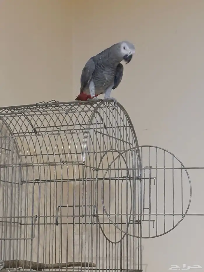 وينكم يا مربين الكاسكو سوبر جامبو ماشاء الله تبارك الرحمن 3