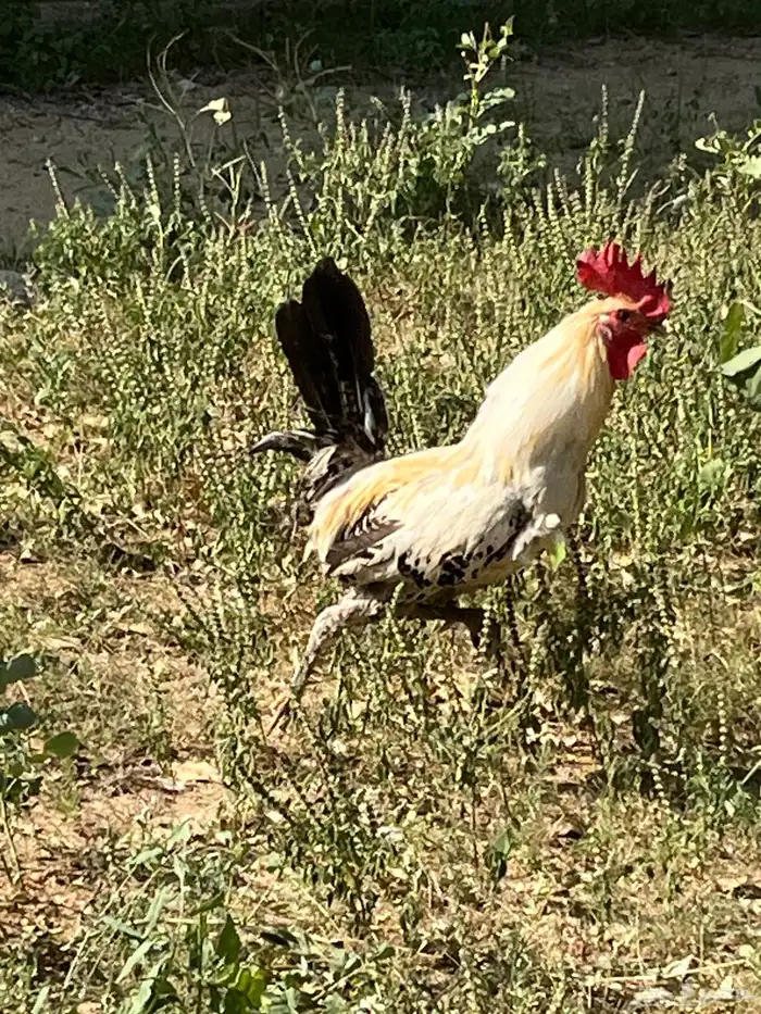 العدد 11 ديك من 25 7