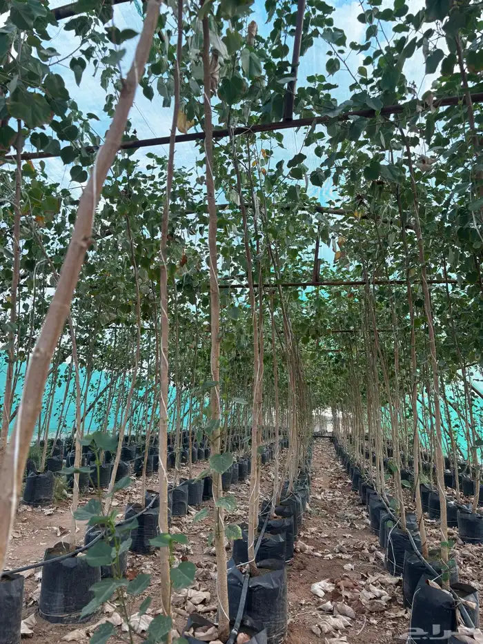 اشجار نيم وخبيز واكاسيا وسدر بلدي 0