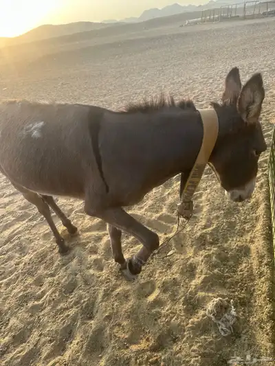 حمار   بلدي للبيع الموقه مكه الجموم 0