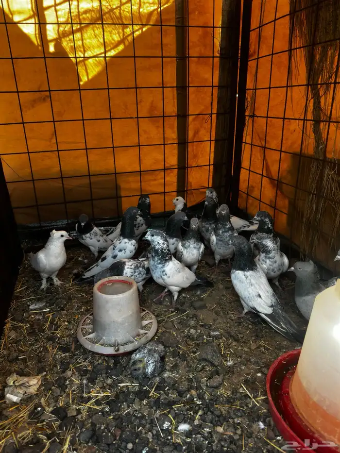 حمام باكستاني فاخر 0