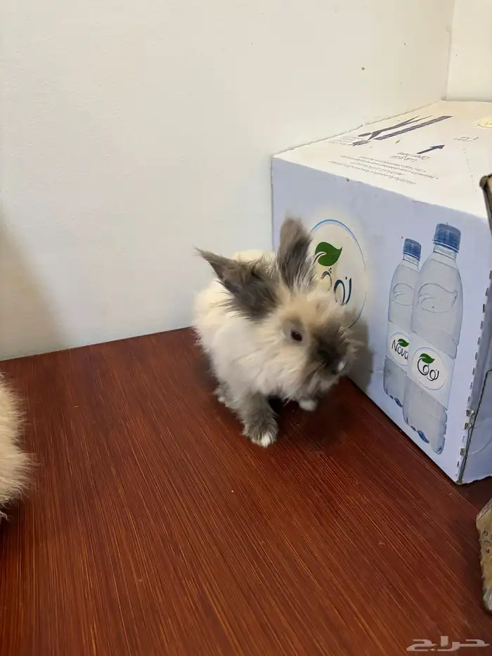 ارانب لتبني 4