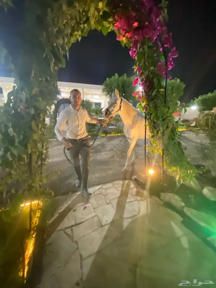 ايواء خيل 900  عرض اول مربط دوام 24ساعه عمال ومدربين 2