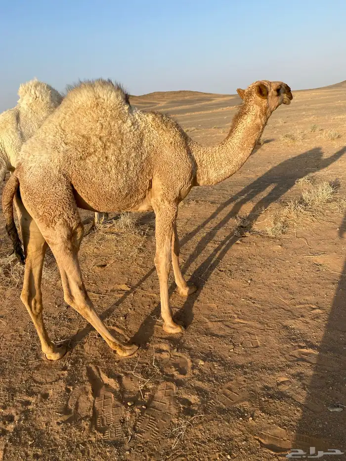 حواره بكره 1