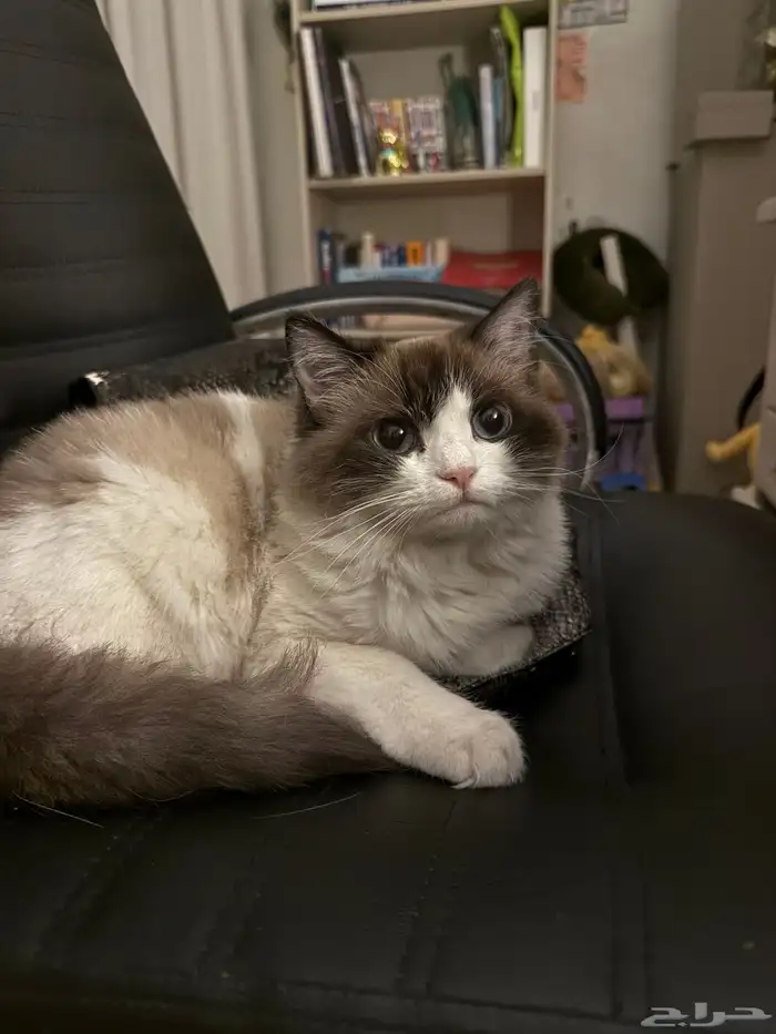 قطه مفقوده 0