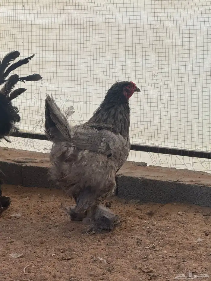 براهما دم صافي بياض 2