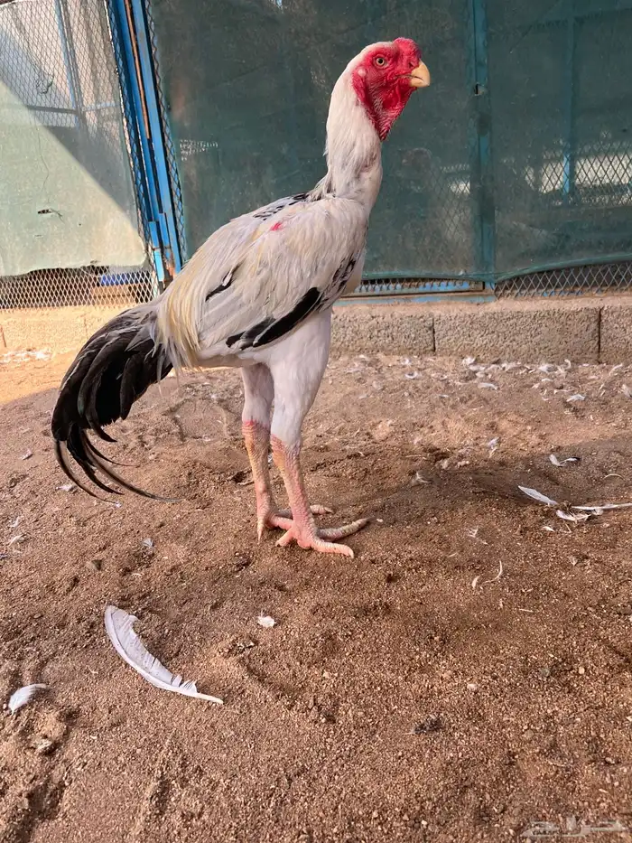 ذيك حجازي عمره ثمانية شهور فاخر من الاخر 2