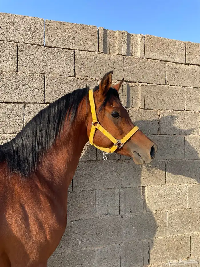 حصان فحل مربط للبيع 2