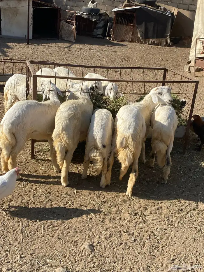 للبيع خرفان ورخال 3