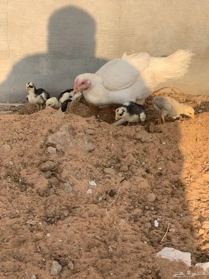 دجاجه فارسي مع فروخه 1