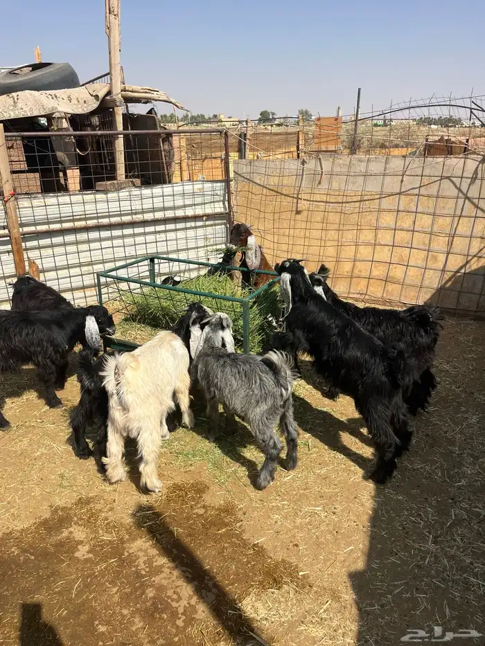 عشر تيوس الحال وسط 3