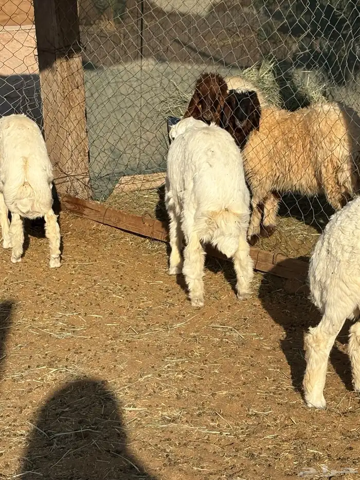 ذبايح حري ونعيم 1