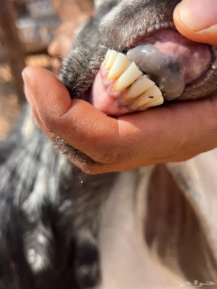 معزا دفيع شرط سونار 11